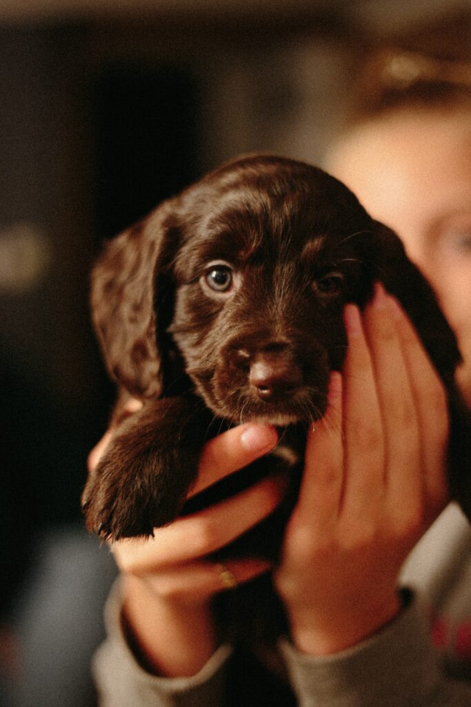 errori da evitare quando sgridi il tuo cane